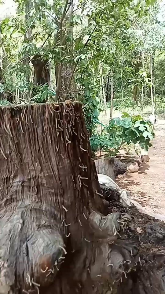 TikTok video thumbnail by pinchantrea2