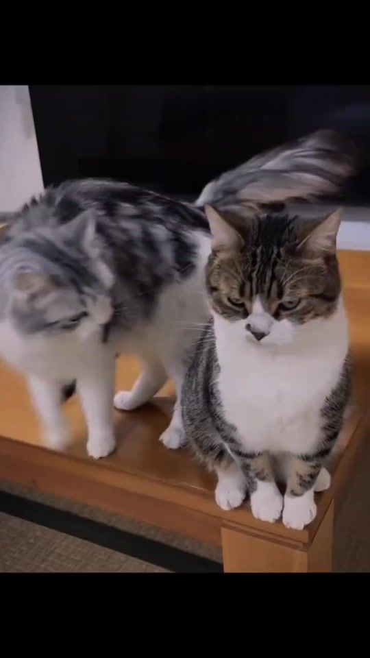 TikTok video thumbnail by your_cutepet