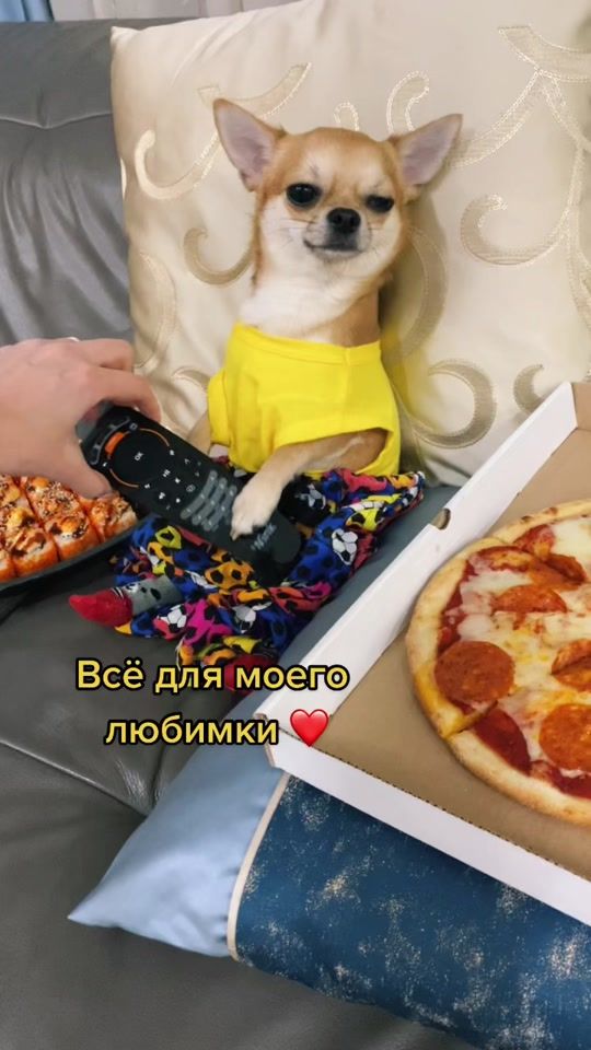 TikTok video thumbnail by chipschihuahua