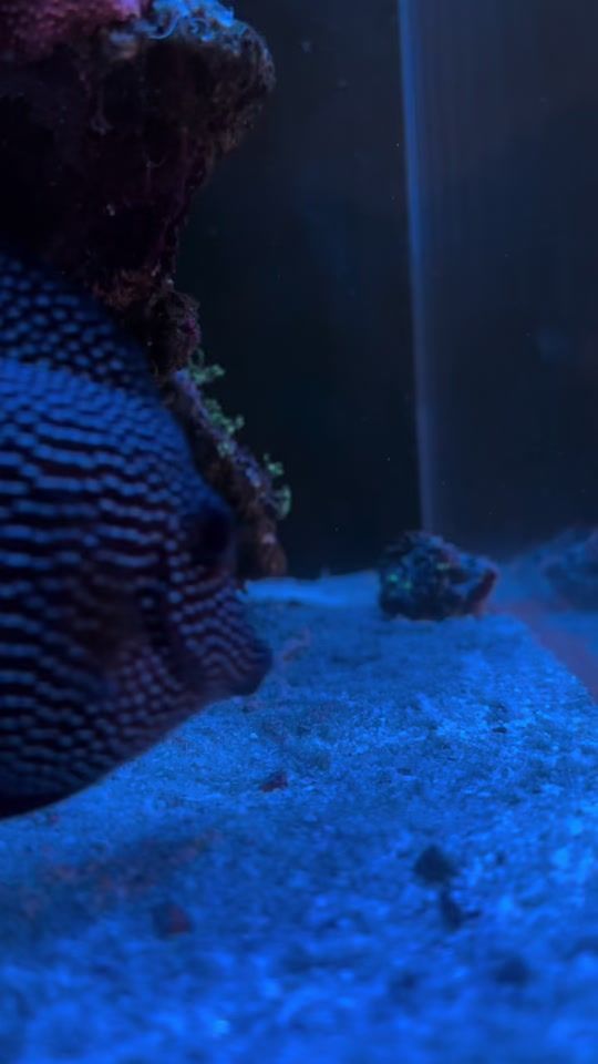 TikTok video thumbnail by reef_junkie2021