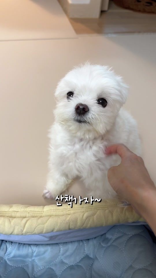 TikTok video thumbnail by maltese_janggun