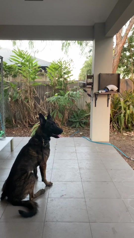 TikTok video thumbnail by k9ezra
