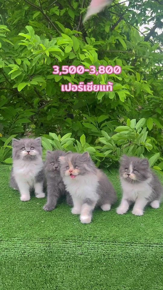 TikTok video thumbnail by cat_udonfarm
