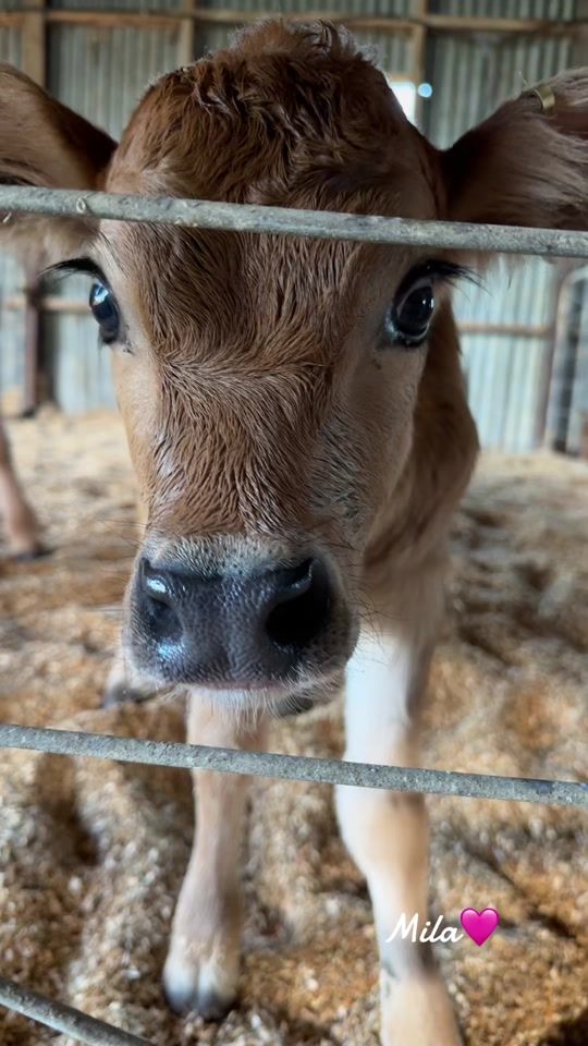 TikTok video thumbnail by nzfarming124