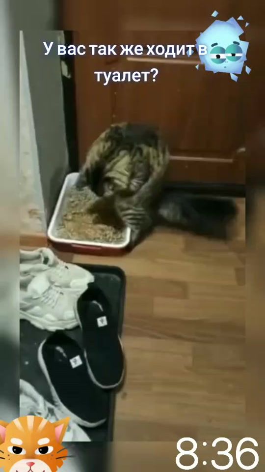 TikTok video thumbnail by peacedukers