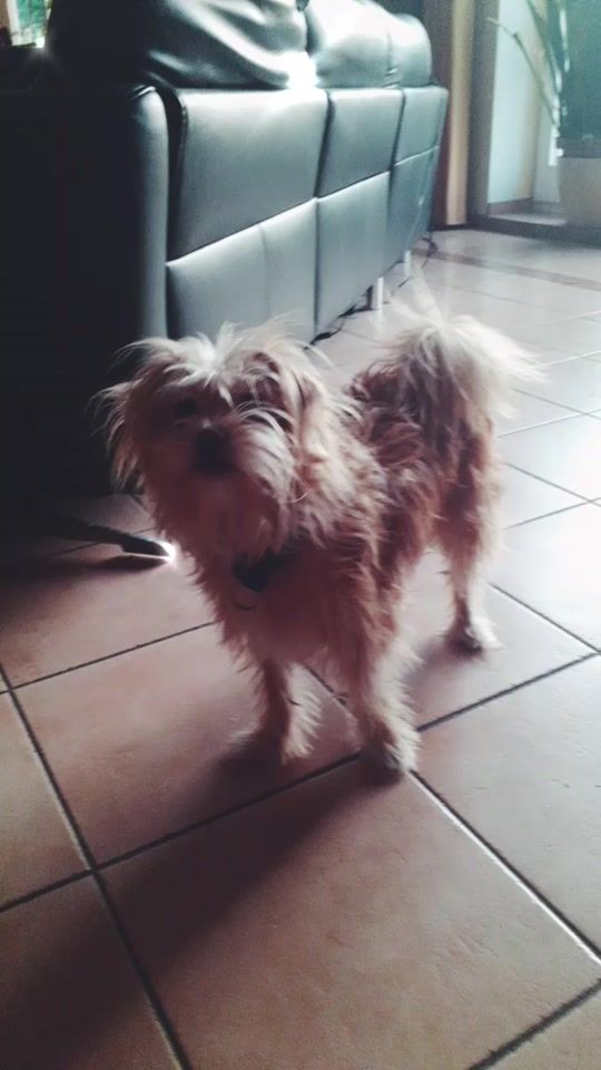 TikTok video thumbnail by ich.und.mein.hund.bella