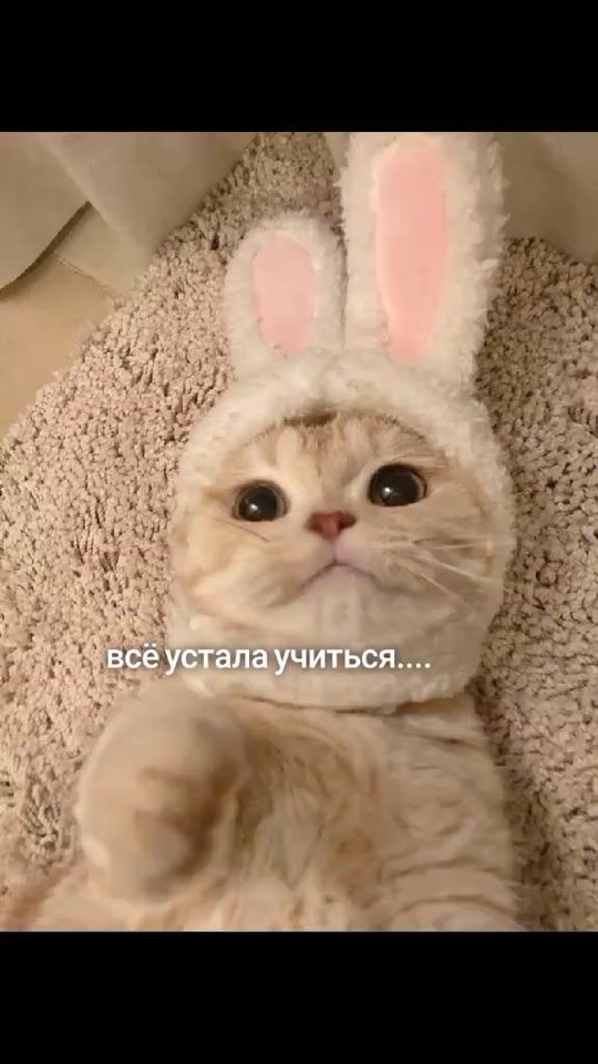 TikTok video thumbnail by happiness408
