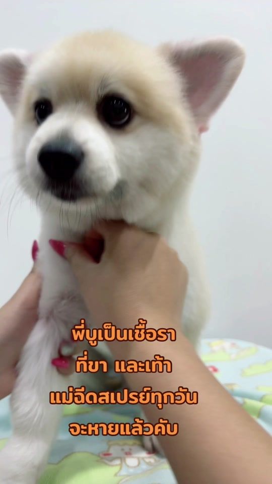 TikTok video thumbnail by mintminny2532