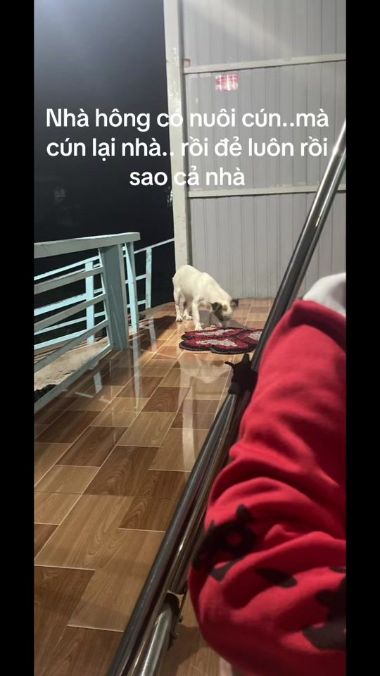 TikTok video thumbnail by daoan79