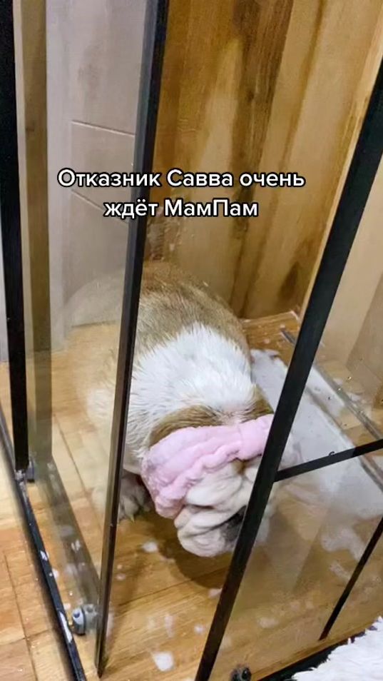 TikTok video thumbnail by helpbulldog