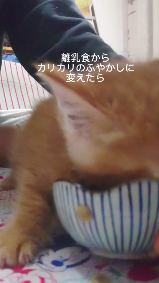 TikTok video thumbnail by chibi_coco