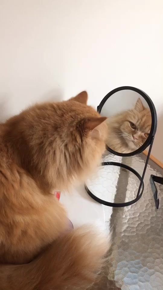 TikTok video thumbnail by simbalunamaggie