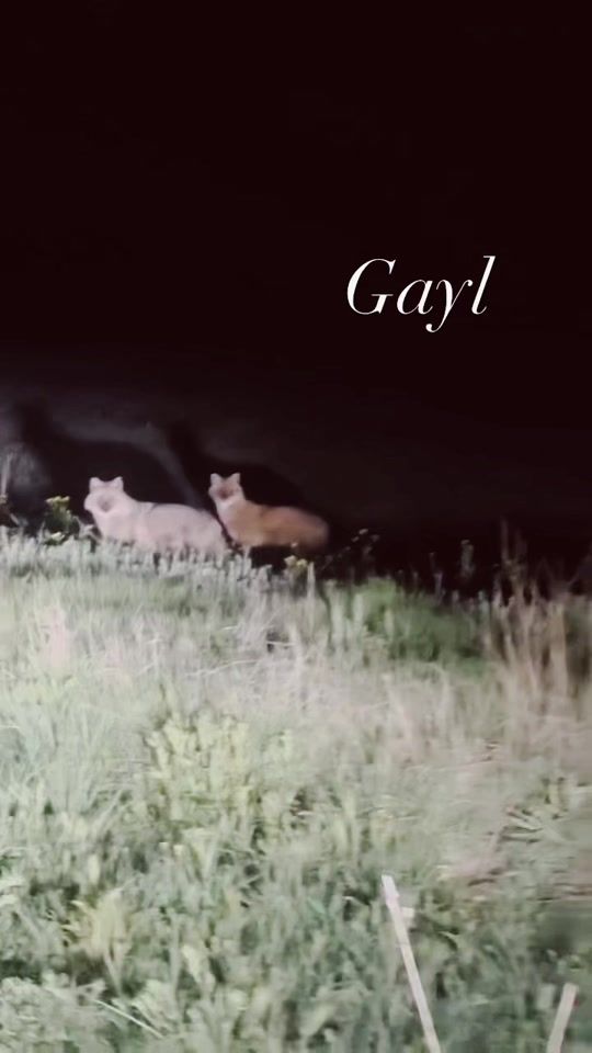 TikTok video thumbnail by 99official66