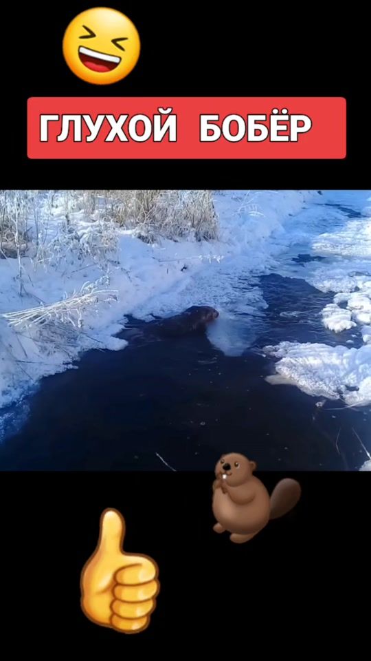 TikTok video thumbnail by hunter_kurzhaar