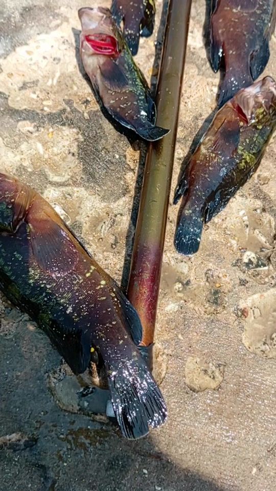 TikTok video thumbnail by fishing.by.firas