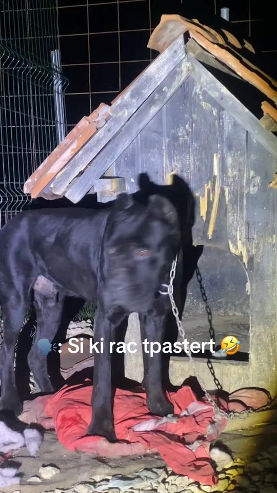 TikTok video thumbnail by kingneroo4