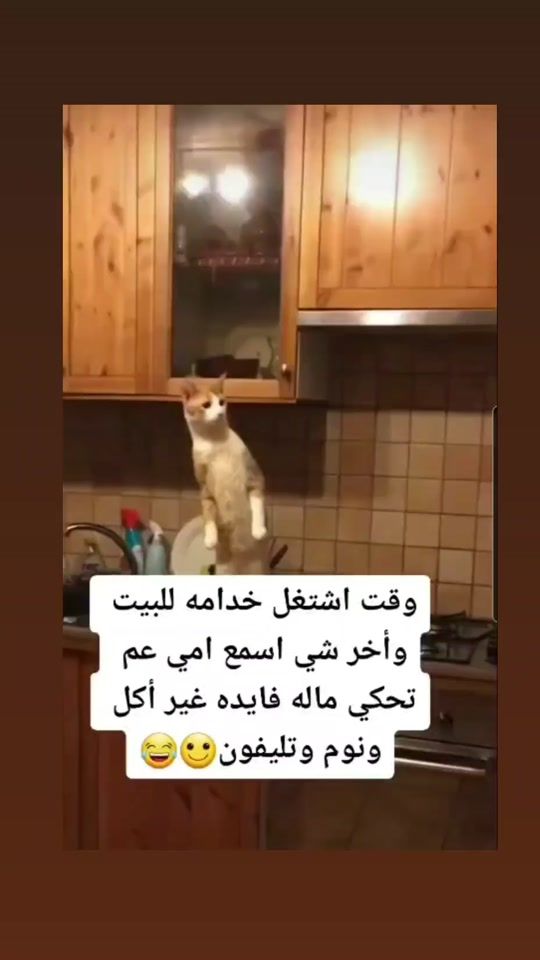 TikTok video thumbnail by shams_alshmmari