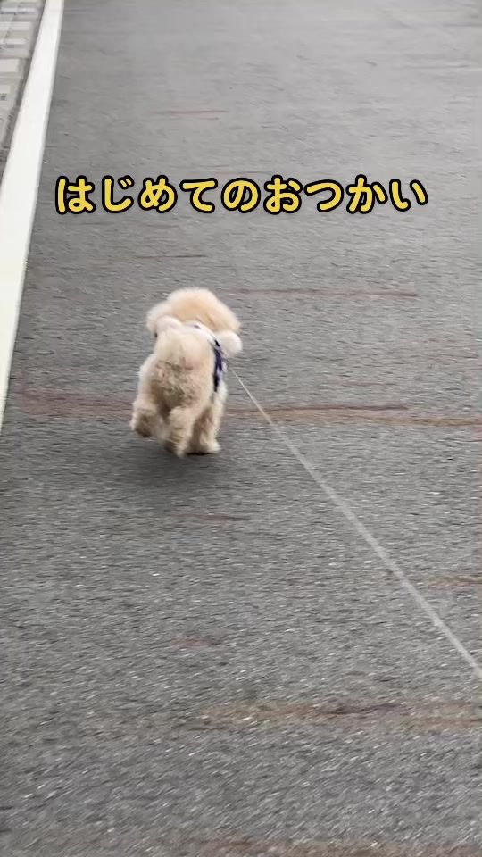 TikTok video thumbnail by teru08070