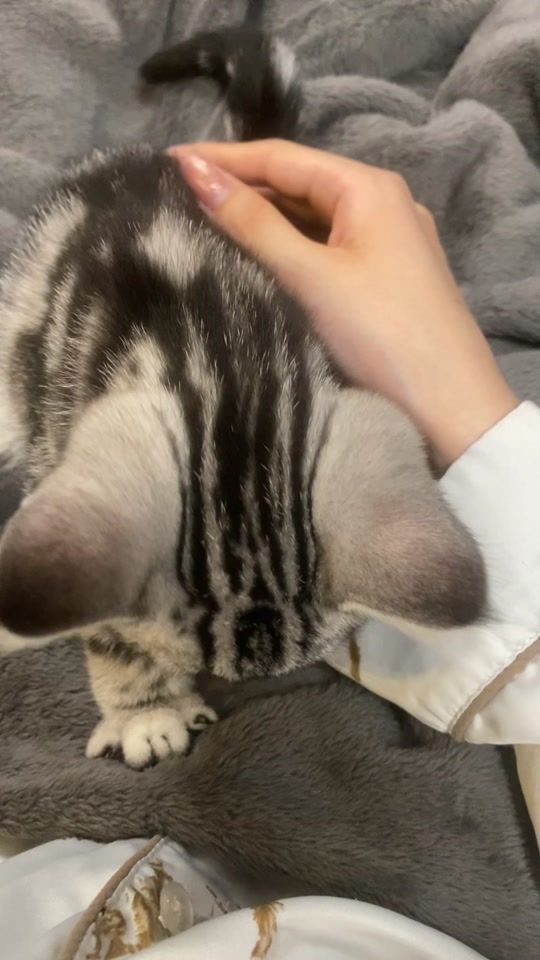 TikTok video thumbnail by latte_0407