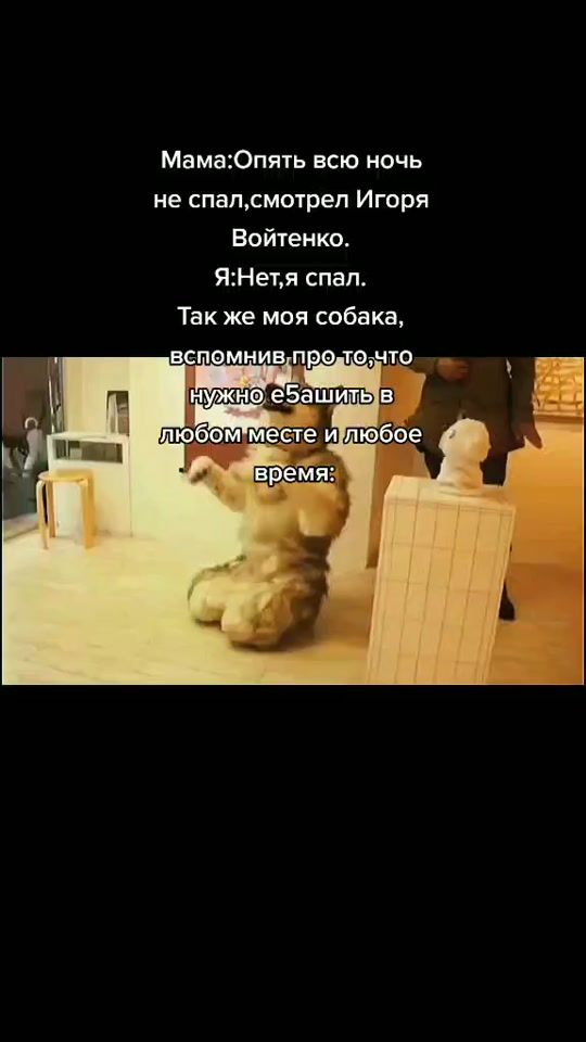 TikTok video thumbnail by compilation.of.videos