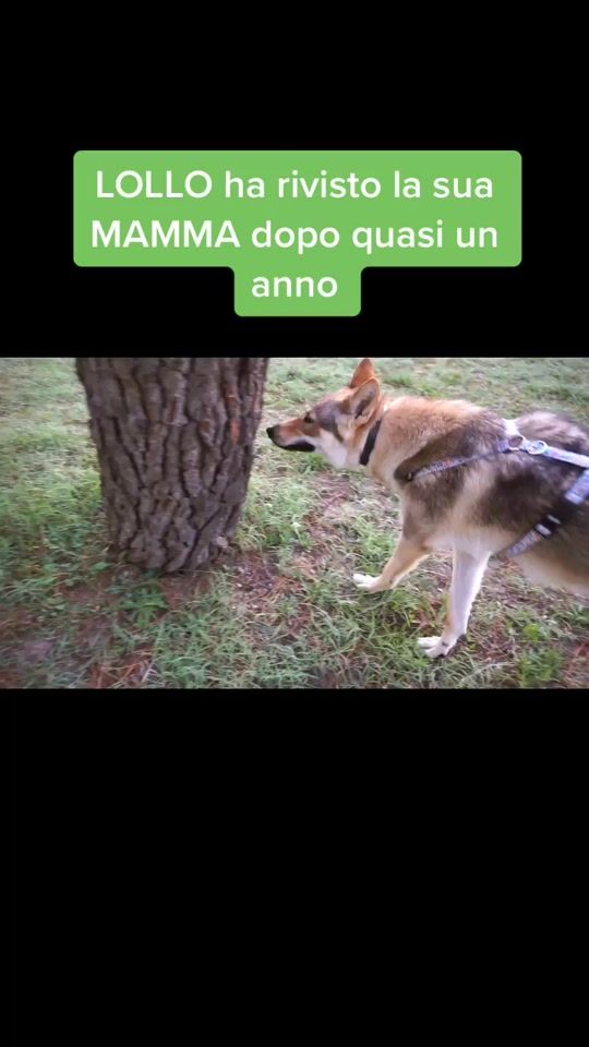 TikTok video thumbnail by theautierisfamily