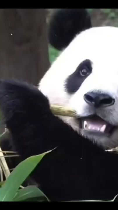 TikTok video thumbnail by pandafubao720