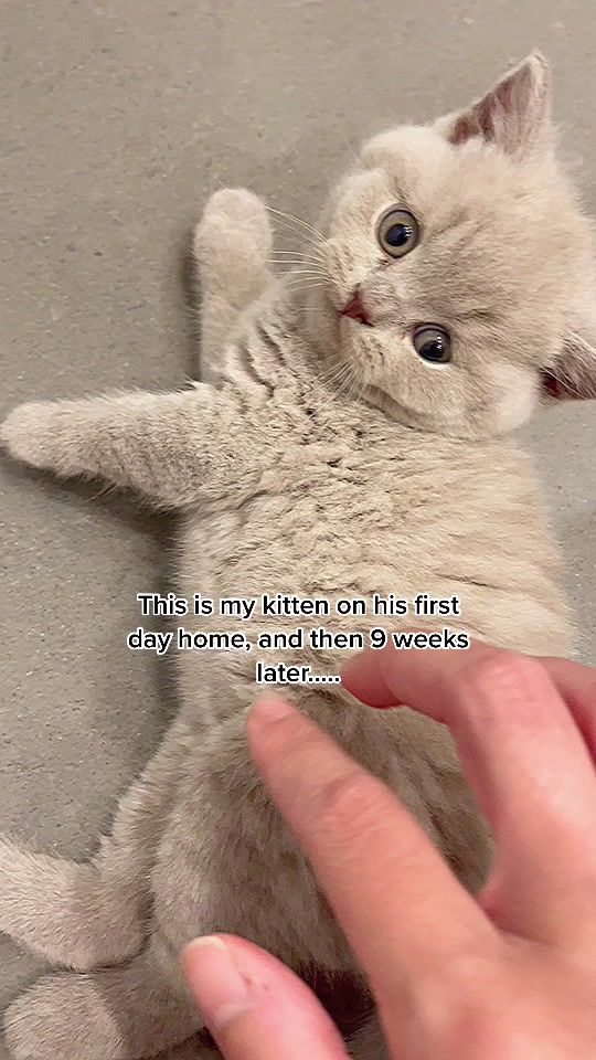 TikTok video thumbnail by herothebsh