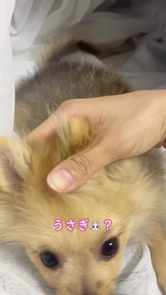 TikTok video thumbnail by iyotanarumi