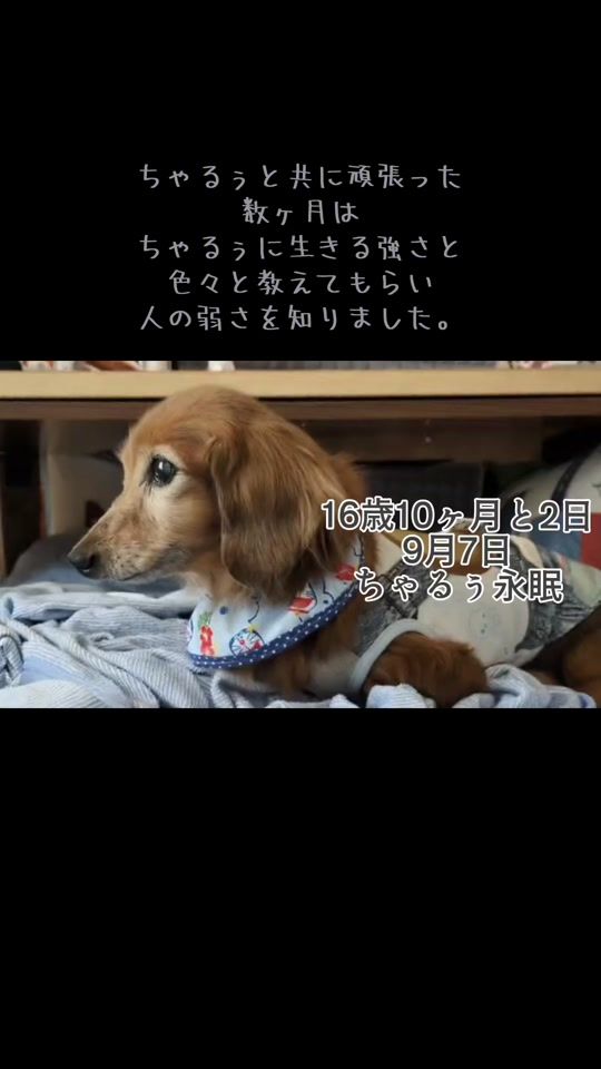 TikTok video thumbnail by chal.1105