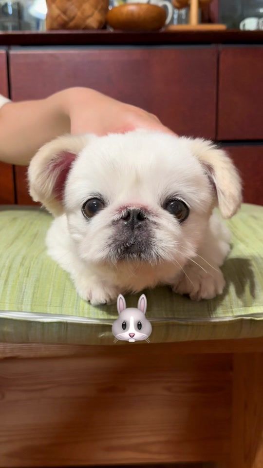 TikTok video thumbnail by toufukun_pe