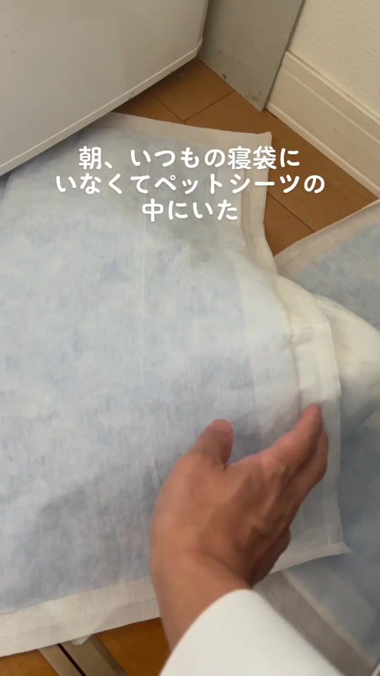 TikTok video thumbnail by wasabi_harihari