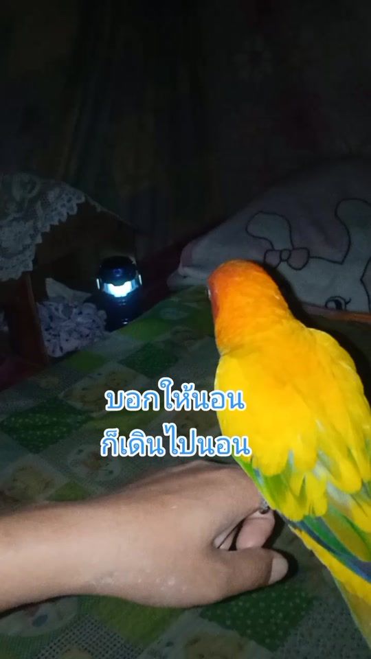 TikTok video thumbnail by rin0484