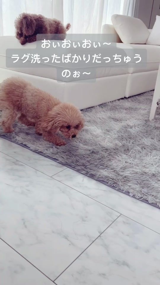 TikTok video thumbnail by tomo_5_25