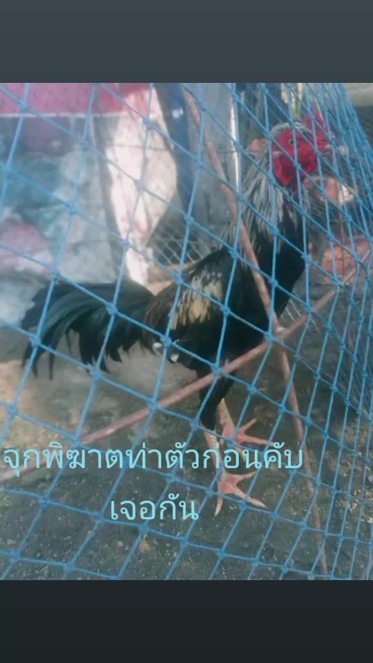 TikTok video thumbnail by useripdw7a98qx