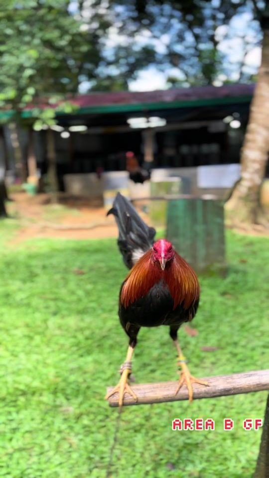 TikTok video thumbnail by areabgf