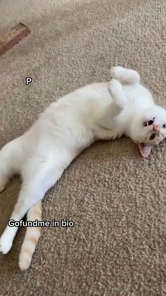 TikTok video thumbnail by lulukittykattt