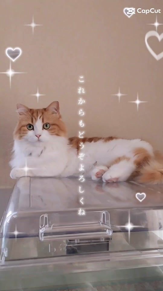 TikTok video thumbnail by moka51772