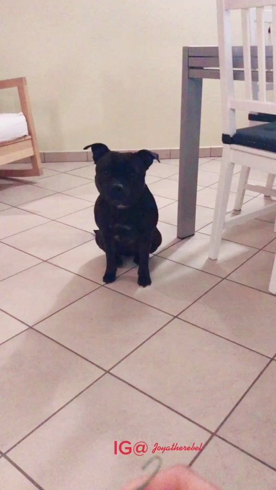 TikTok video thumbnail by joyatherebel