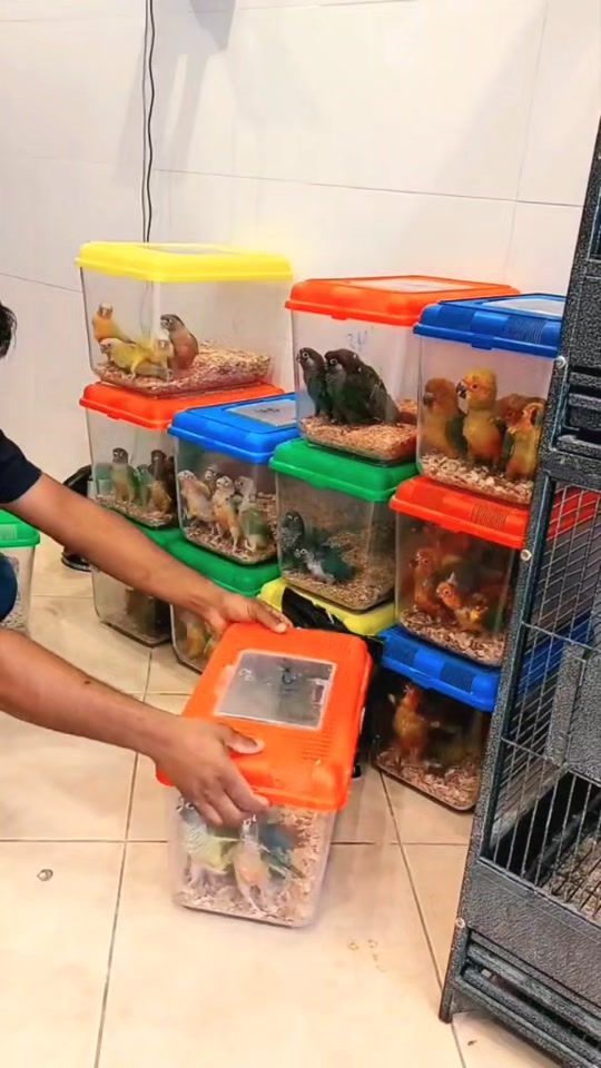 TikTok video thumbnail by animalzone_kwt
