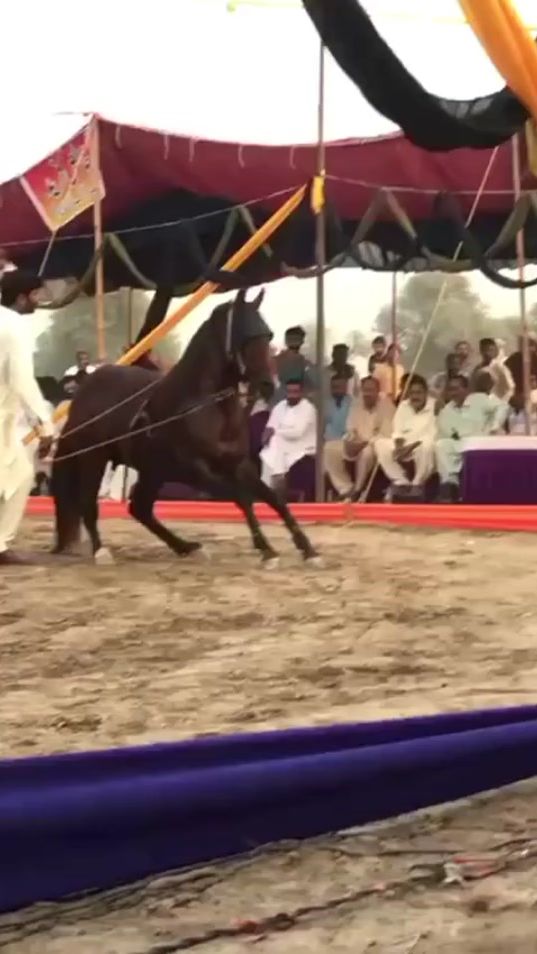 TikTok video thumbnail by sameergujjar517