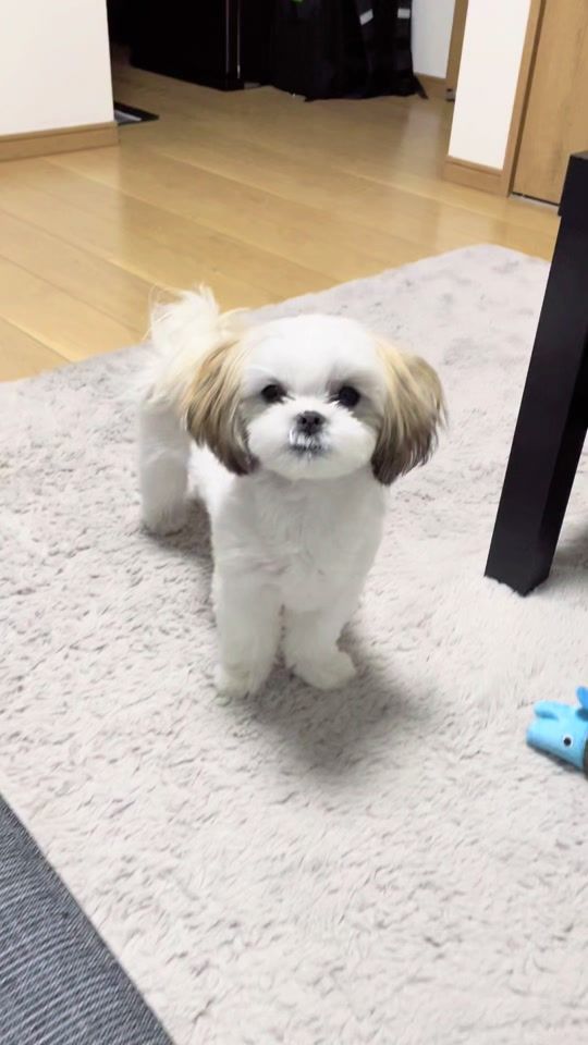TikTok video thumbnail by peroneki04