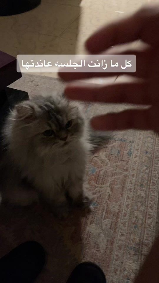 TikTok video thumbnail by solarthekitty