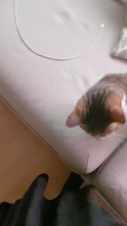 TikTok video thumbnail by pupurin_cat