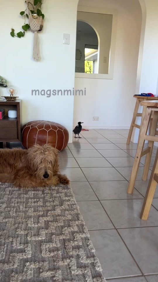 TikTok video thumbnail by mags_n_mimi