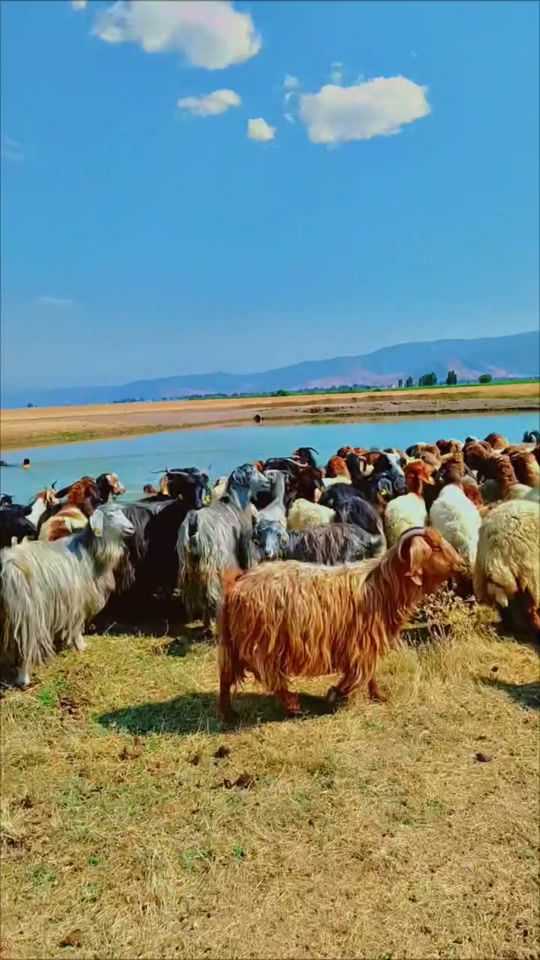 TikTok video thumbnail by bay_kocer56