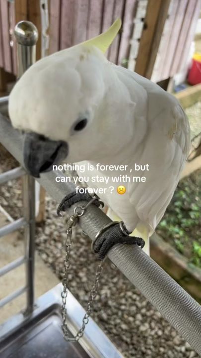 TikTok video thumbnail by xuancore