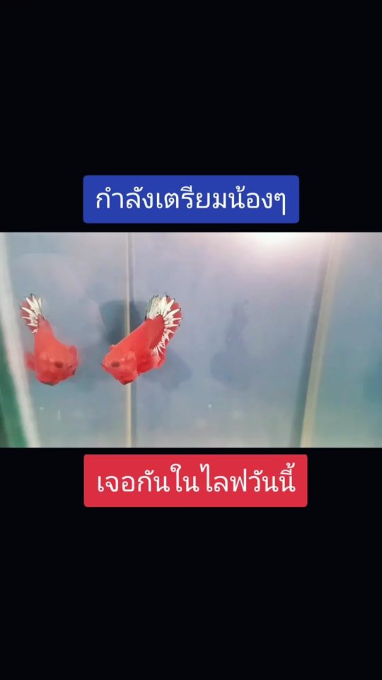 TikTok video thumbnail by nabetta26