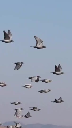 TikTok video thumbnail by samiullahmagsi44