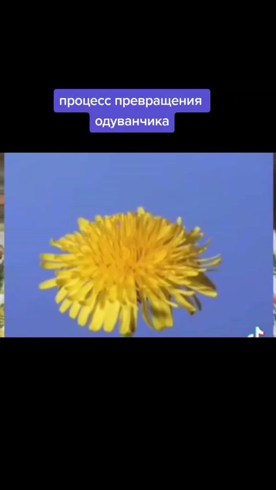 TikTok video thumbnail by dragmetall87