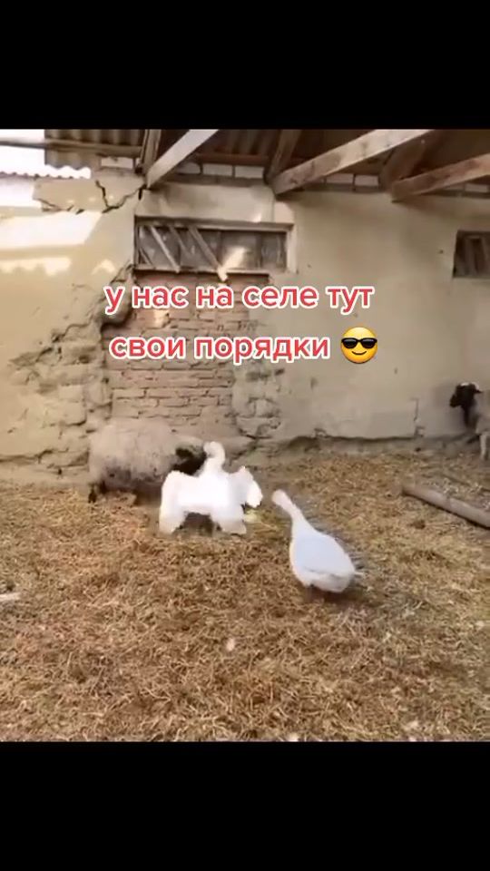 TikTok video thumbnail by smile_from